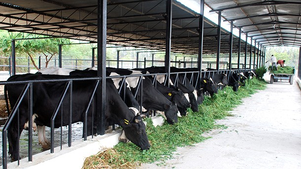 Milking the Symbiosis Dry: Ecological Damage of the Dairy Industry in India