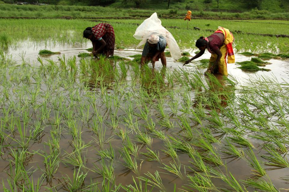 Mahila Kisan Sashaktikaran Pariyojana: A gratifying change for Indian women farmers