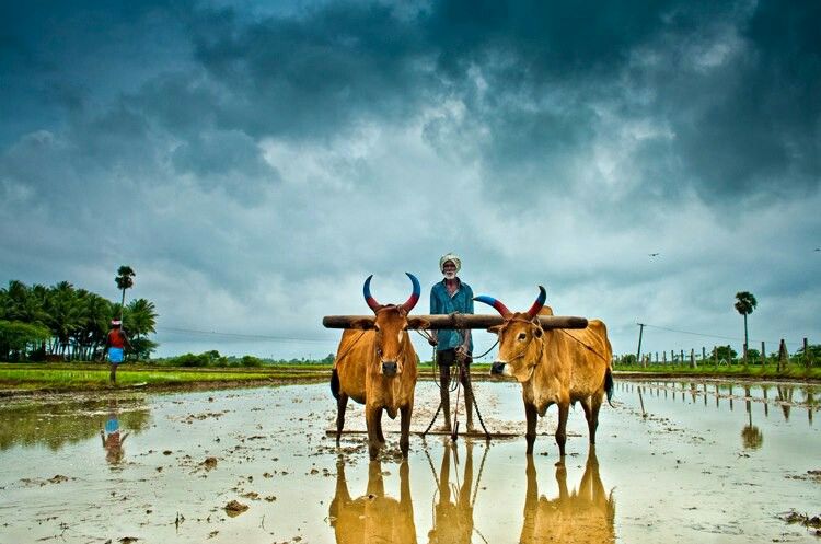 Animal Agriculture in India