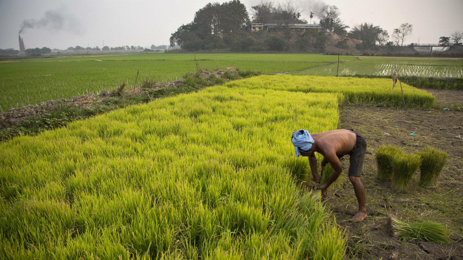 A much needed rehaul for India’s Agricultural Policies?
